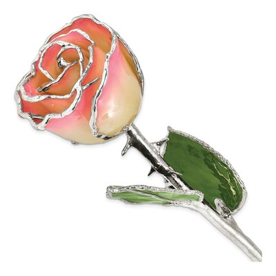 White/Pink Lacquer-Dipped Real Rose with Silver Trim
