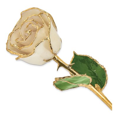 Lacquer Dipped White Rose with Gold Trim
